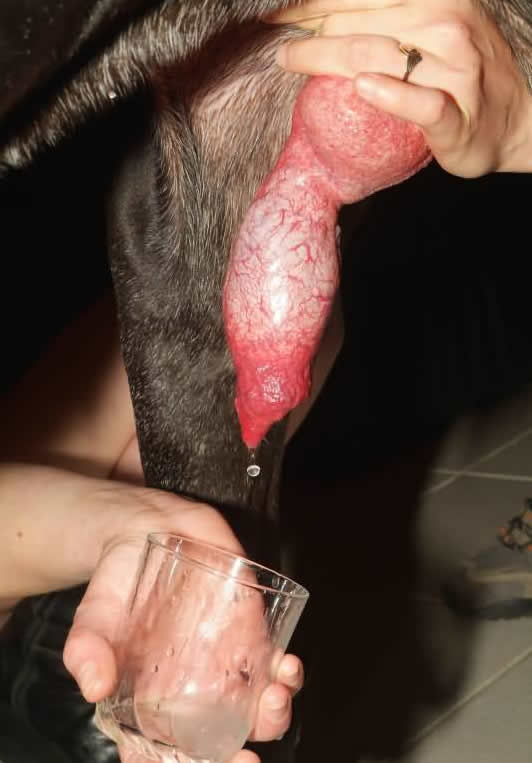 Dog Cum Taste