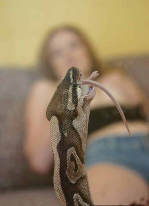 Animal Porn With Snakes - Bestiality Swingers ::. Girl shows how to fuck with snake