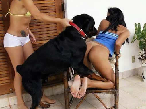 Animal dog sex