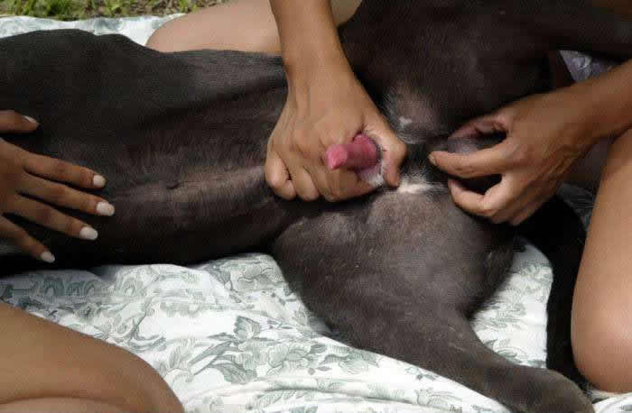 Bestiality Swingers ::. Three latin woman fuck with dog outdoor