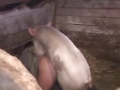 Forbidden sex with pig